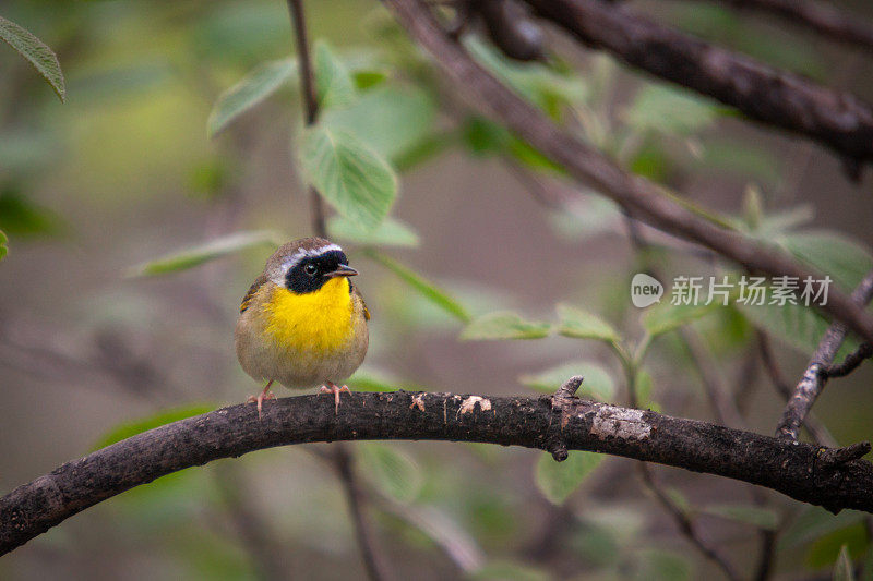 普通黄喉，(geothlyypis trichas)， Mascarita Común，蒙面莺。